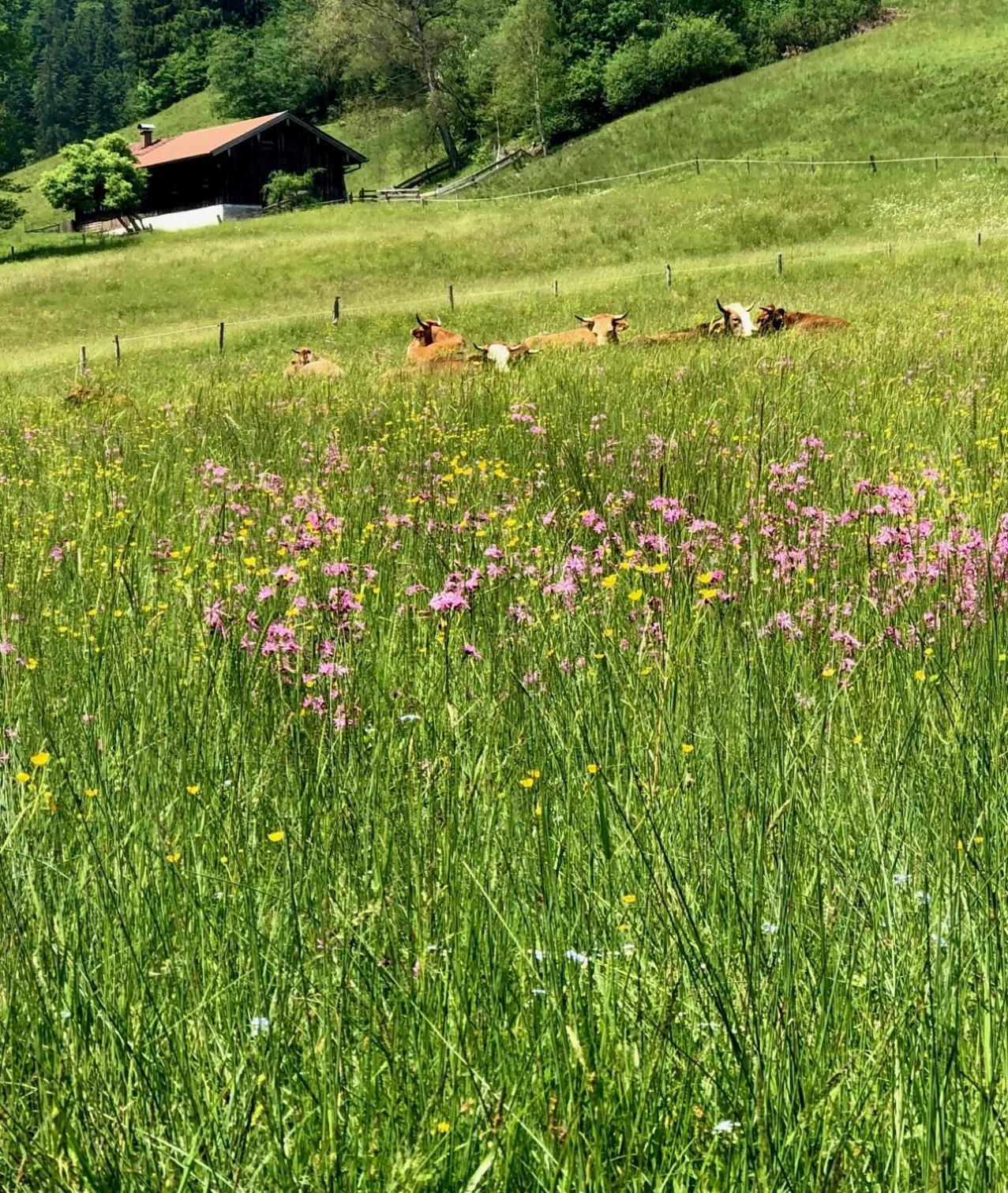 Alpenoase Schliersee - Grosse Suite Mit Sauna Oder Gemuetliche Studio Appartements Стая снимка